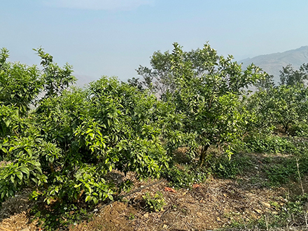 沃柑种植基地